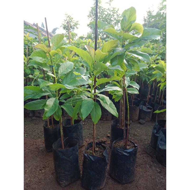 Bibit alpukat siger1/ sibatu asli lampung timur ( beli 5 gratis 1) tinggi 30-50 cm