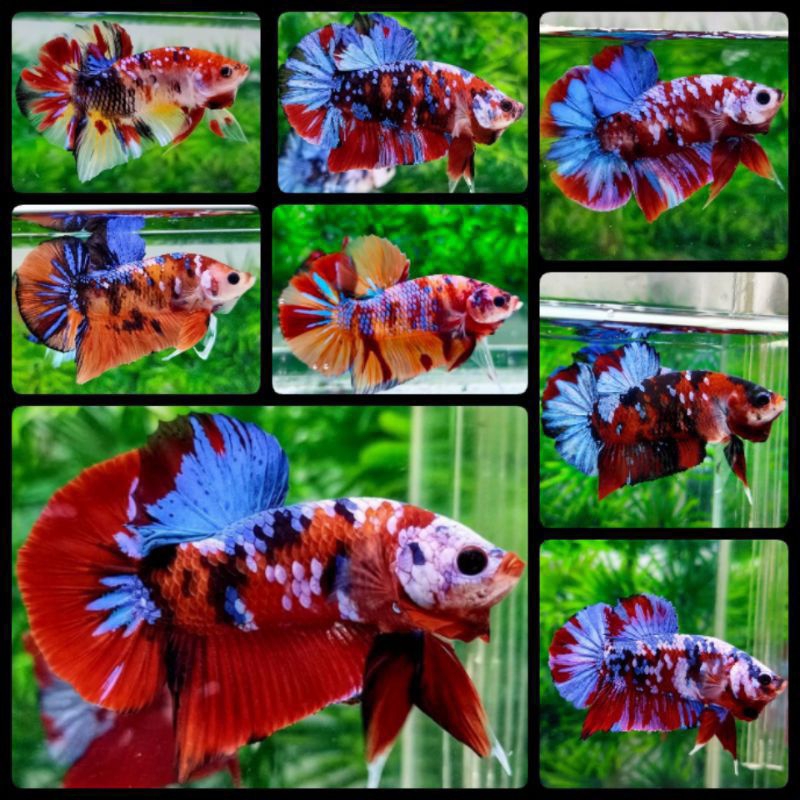Ikan Cupang Giant Galaksi Multi Fansy Candi BO 5 CM Sudah Full Block