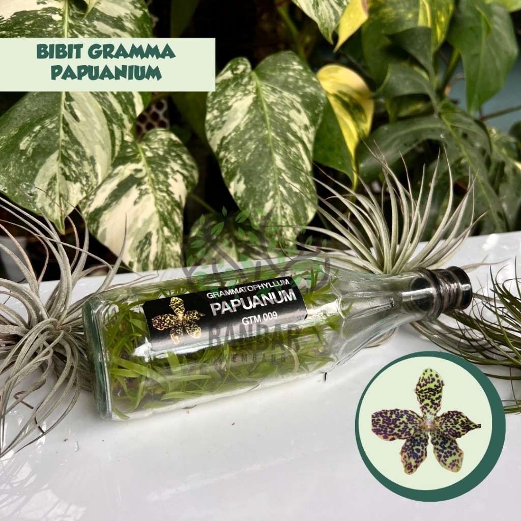 Botolan Grammatophyllum PAPUANIUM Koleksi Lokal Anggrek Sundul Botol