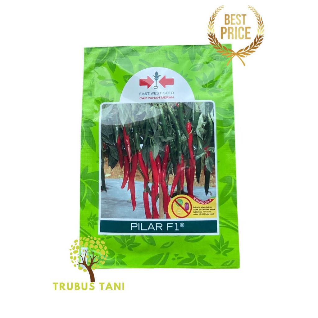 BENIH CABE BESAR PILAR F1 +/- 1500 butir