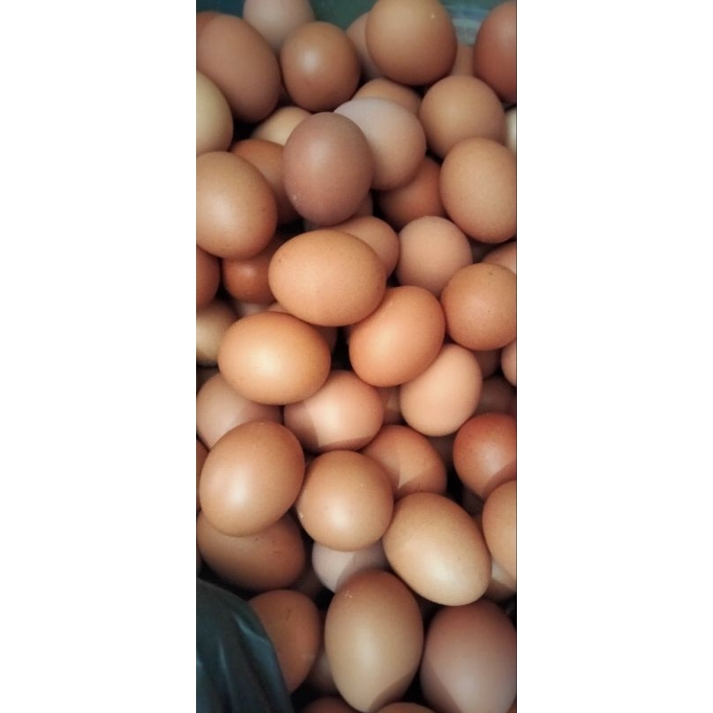 

Telor Ayam Negri 1kg