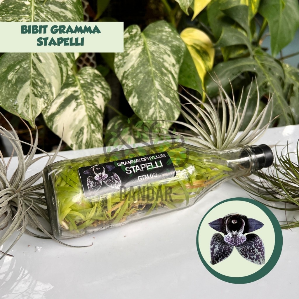 Botolan Langka Gramma STAPELLI Anggrek Koleksi Warna Gelap Siap Aklim