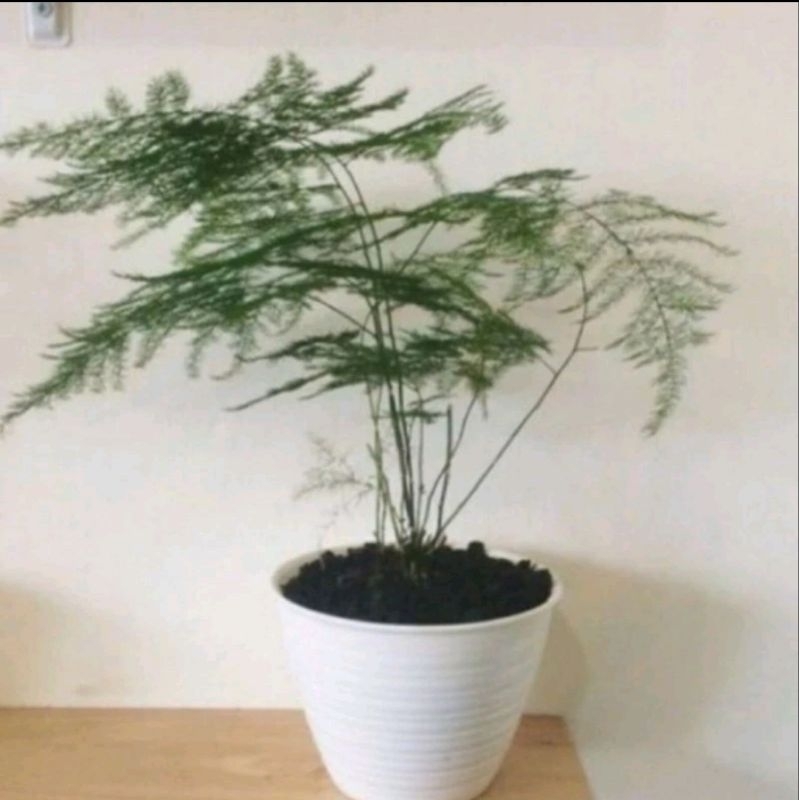 Tanaman hias Asparagus plumosus- tanaman hias Asparagus