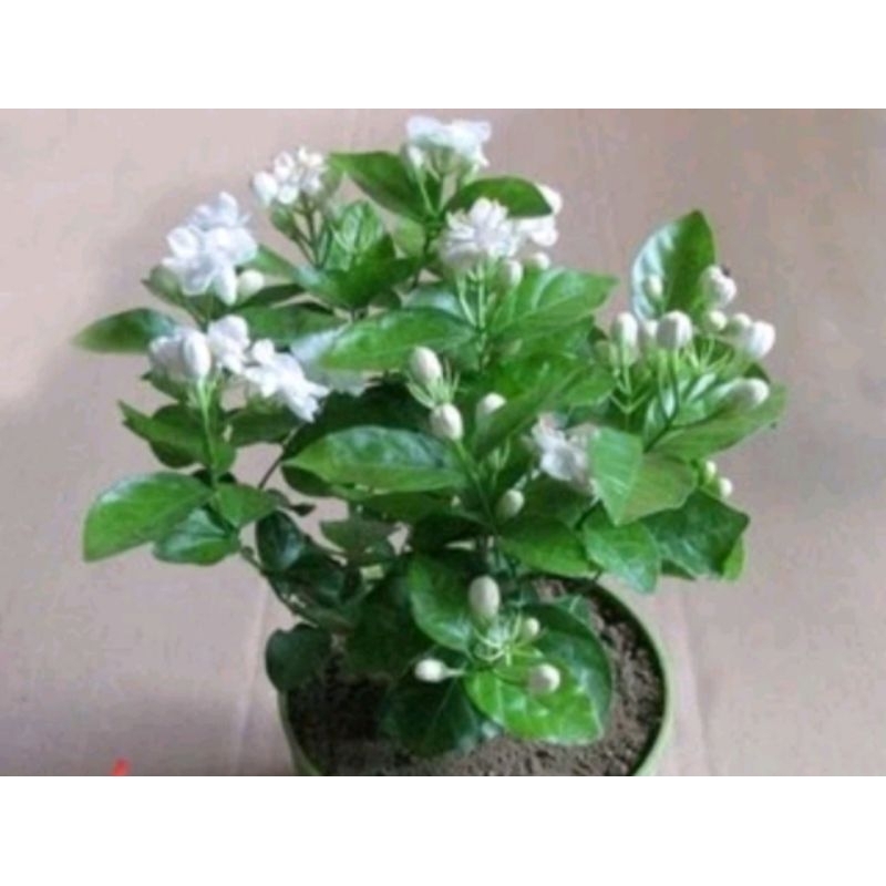 bibit melati wangi bibit tanaman bibit bunga melati