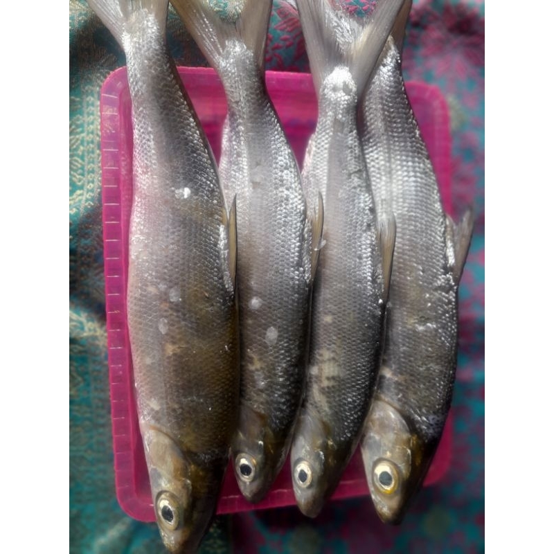 

IKAN BANDENG SEGAR (bukan frozen) 500gr/1kg FREE DI BERSIHKAN