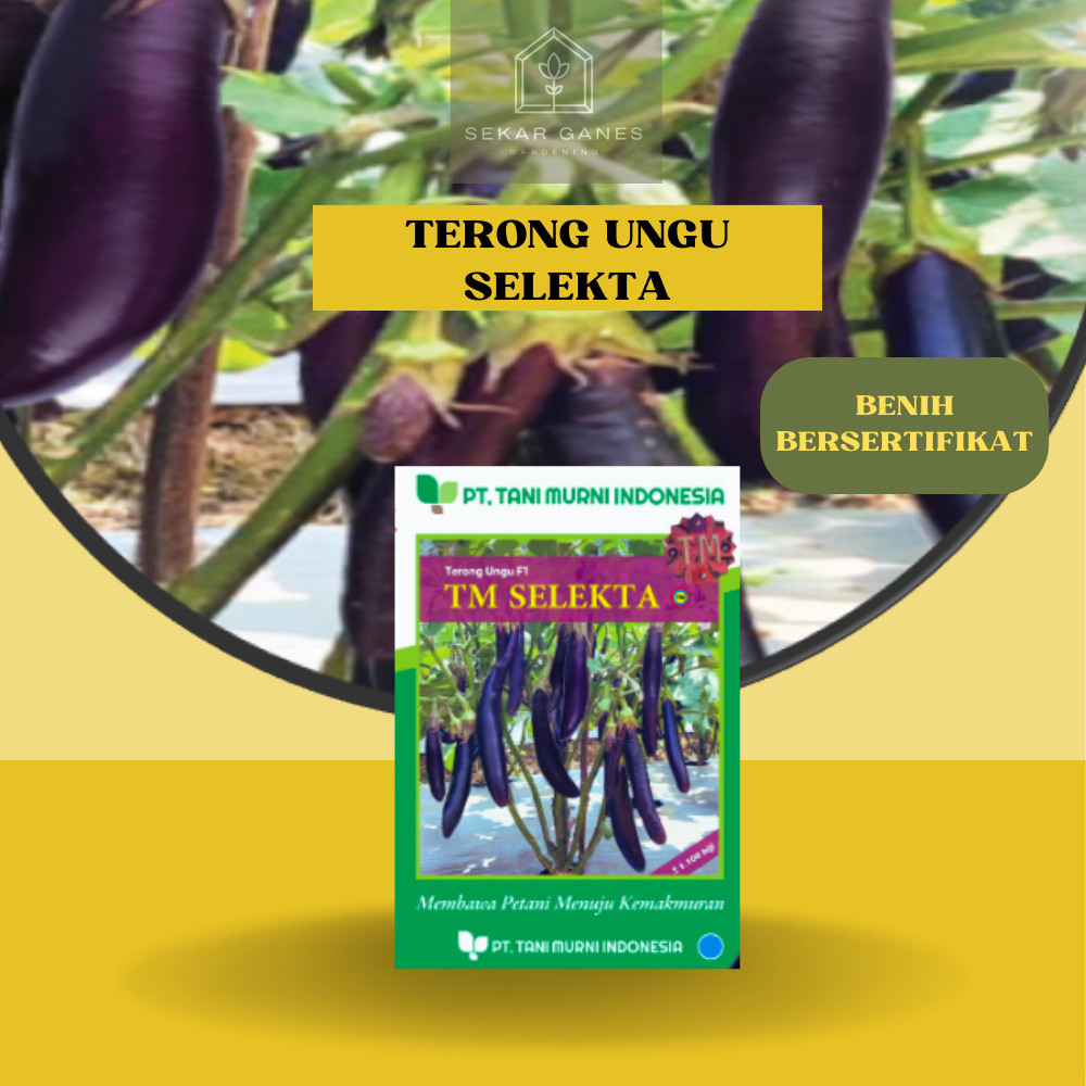 KEMASAN ASLI BIJI BENIH KUAT TERONG Ungu Manis TM SELEKTA  Bibit TM Selekta ORI Terung Spartan Eggpl