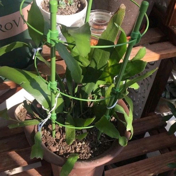 KP8 AJIR TANAMAN MELINGKAR 6 CM  AJIR TANAMAN 6CM  PLANT SUPPORT 6CM