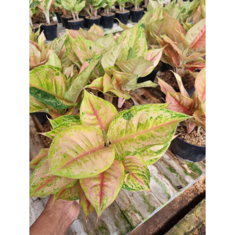 aglonema light of diamond (LOD)