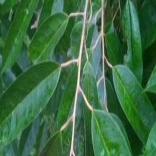 ENTRES DURIAN D24 SUPER ENTRES DURIAN MURAH DAN UNGGUL (5PCS)