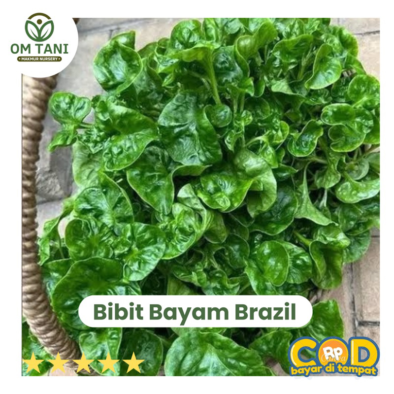 

BIBIT BAYAM BRAZIL SUPER (Beli 5 gratis 1 ) sudah ber-akar