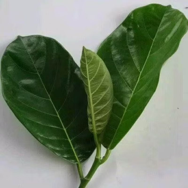 

Daun Nangka Segar petik langsung 500 Gram