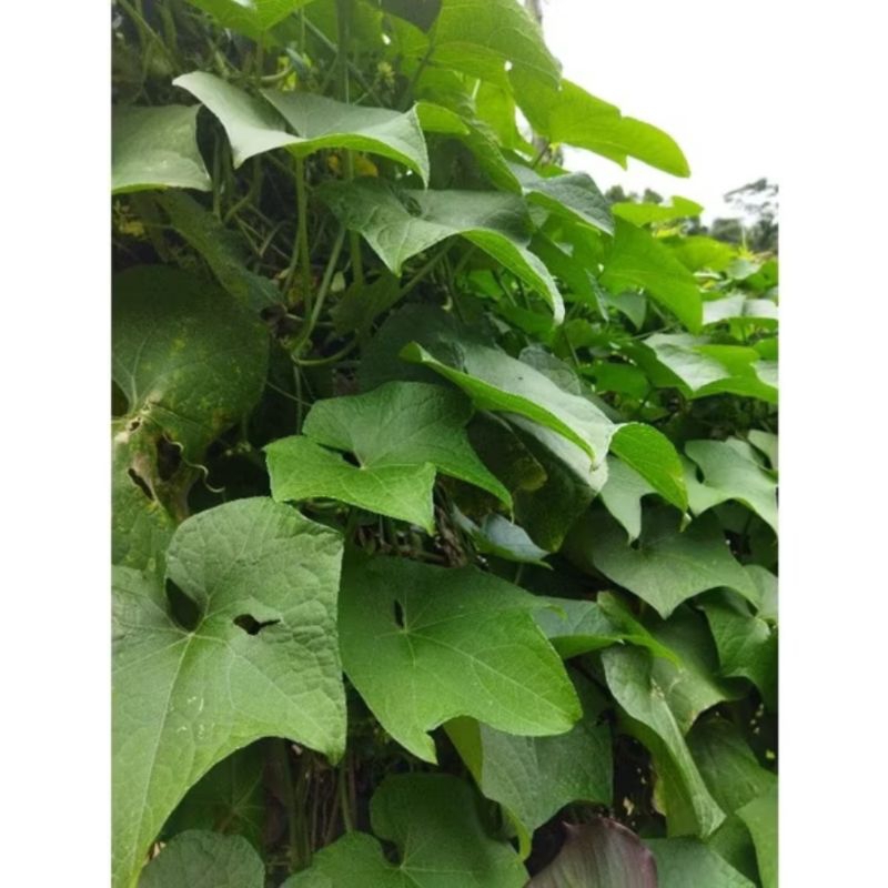 

Daun Pucuk Labu Sieum Muda Segar 250 gram