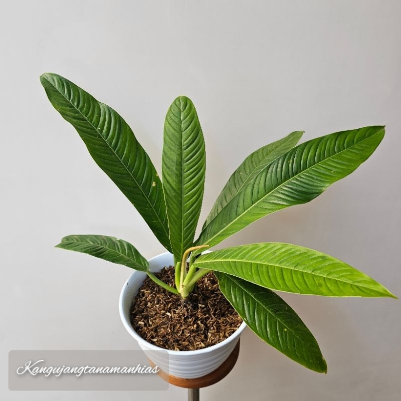 TANAMAN HIDUP Philodendron Lynete RINET