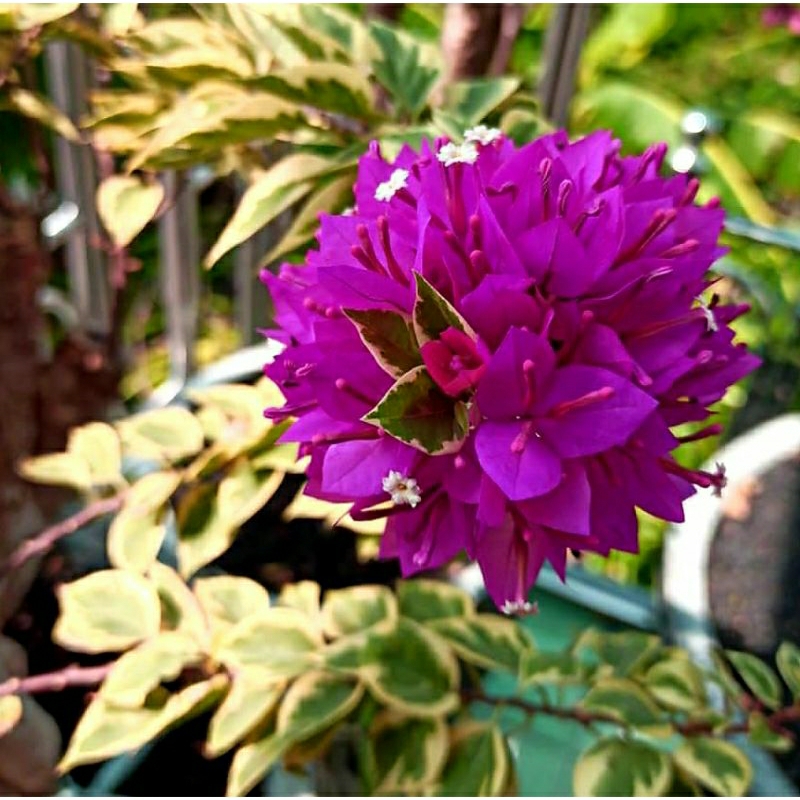 Bunga Hias Bougenville SGP Singapore Ungu Varigata