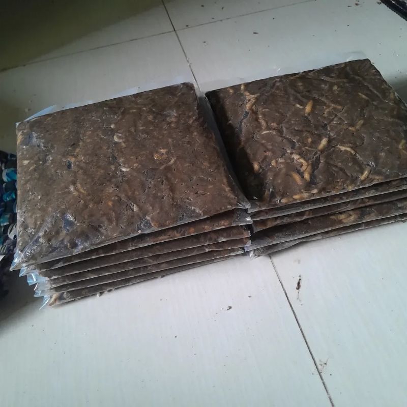 Umpan magot hitam siap pakai umpan Galatama lele