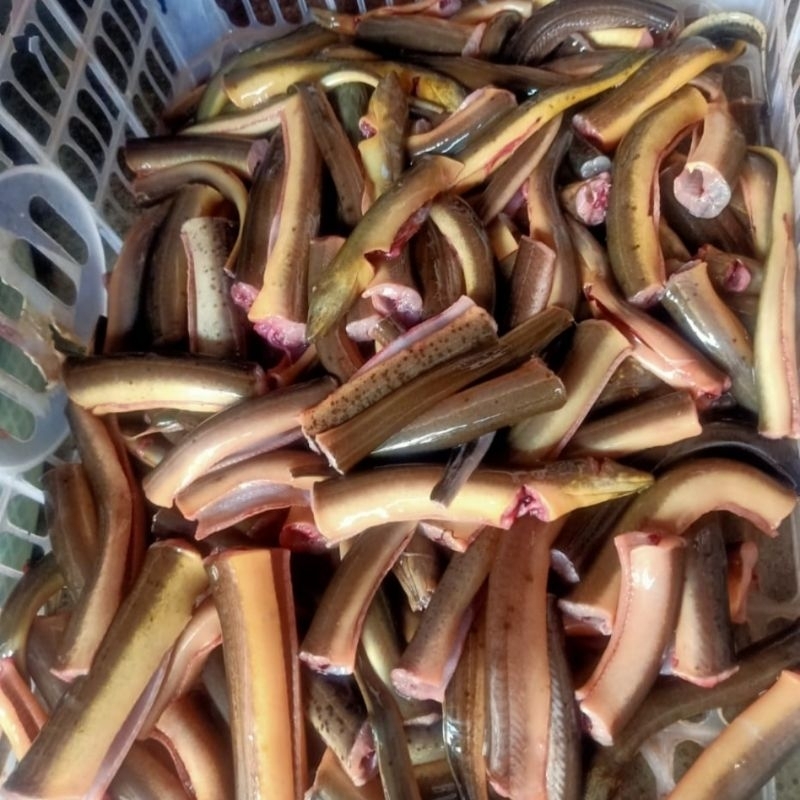 

Ikan Belut Rawa Bersih Siap Olah 500 gr