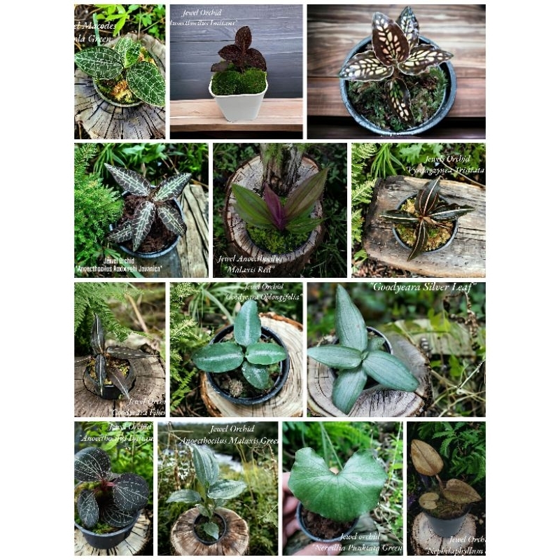 Paket Tanaman Jewel Orchid Variant Jenis - Tanaman Hias Paludarium