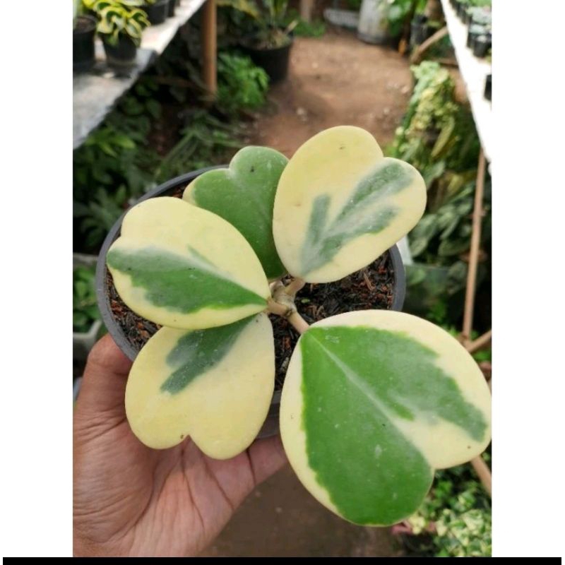 Sukulen Hoya Love