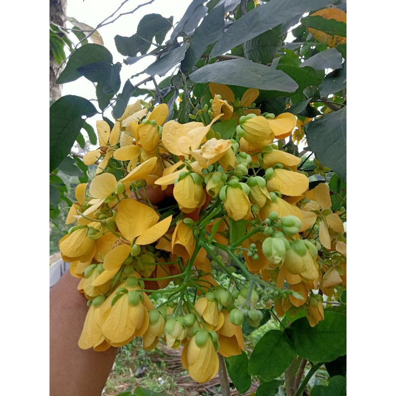 

Sayur Bunga Belalang Kembang Simeut Fresh Cassia Nitida