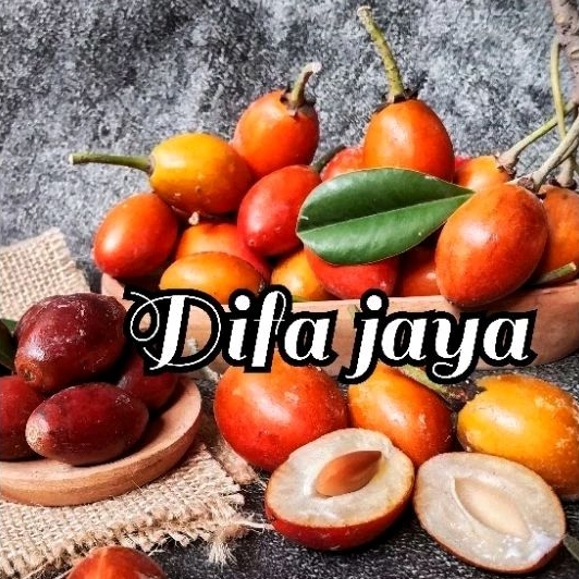 

sawo Kecik 1 kg fresh buah sawo kecik