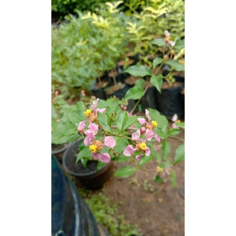 sakura mikro|bibit bonsai sakura mikro