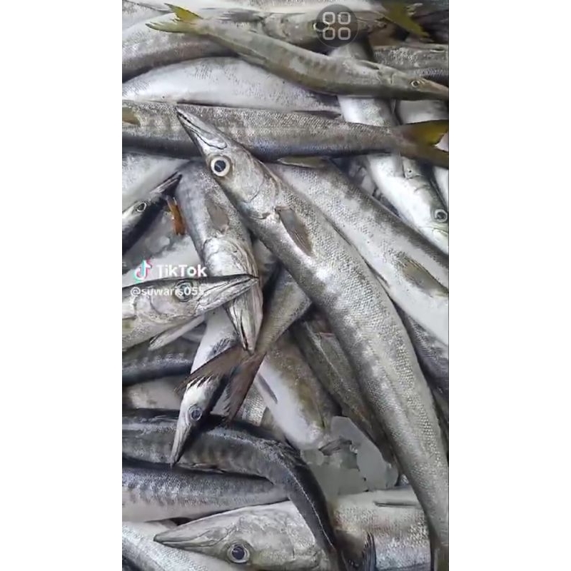 

Barakuda.55.000/kg