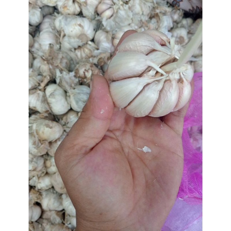 

bawang putih kemasan 1 kg termurah-terlaris