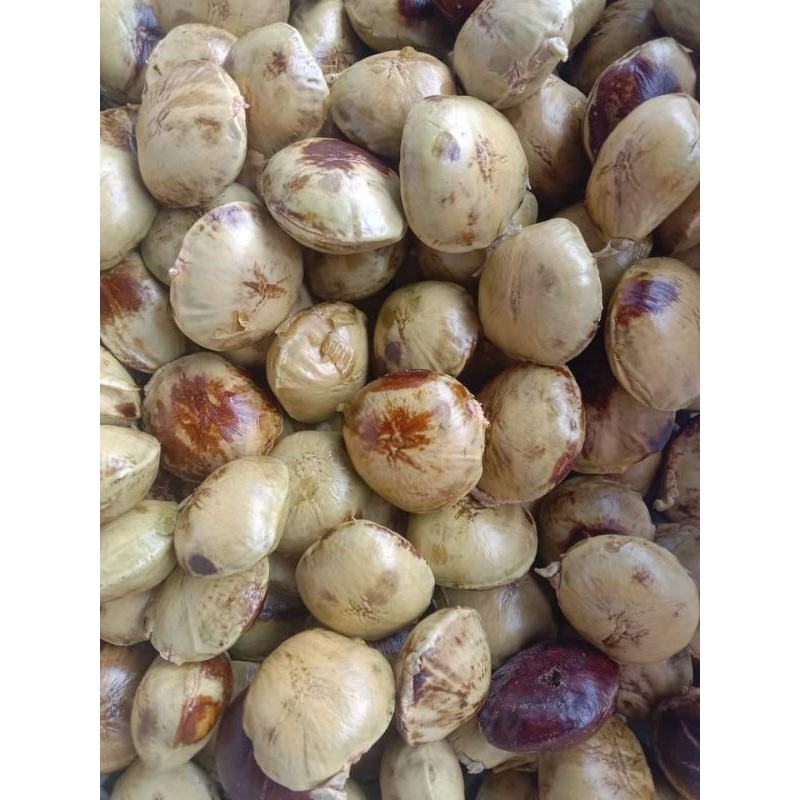 

jengkol tua pulen organik jamin pulen ukuran 250 gr s.d 1 kg