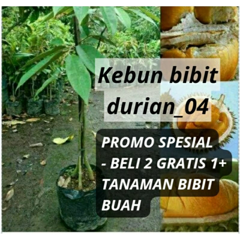 

Durian Ochee Kaki 3 / Super unggul / Cepat berbuah / Hasil Okulasi