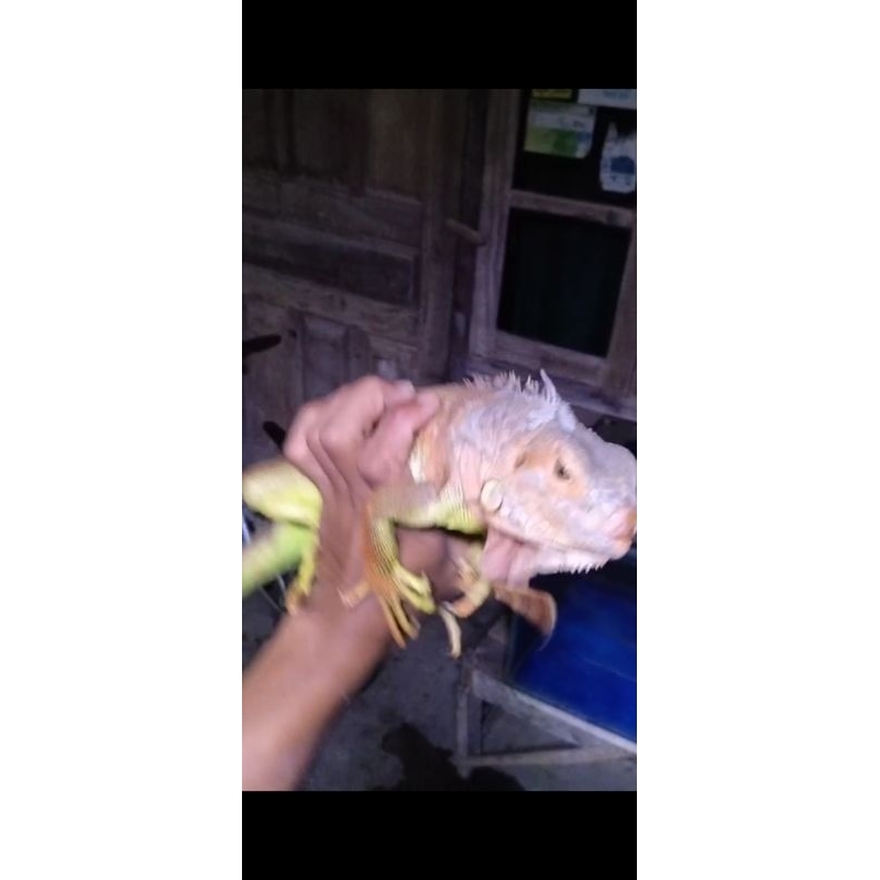 mainan iguana betina red mix