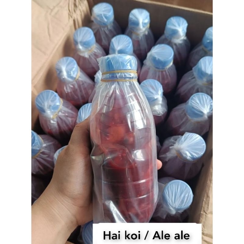 

Cencalok Kerang / Ale Ale / Hai Koi / Ham Koi / Cincalok Kerang Kalimantan Barat
