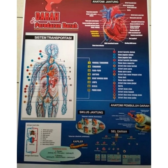 

KODE E14G Gambar sistem peredaran darah manusia
