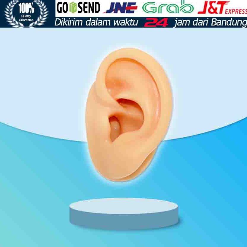 

Alat Bantu Mengajar Bahan Silikon Model Telinga Manusia 1 1 Dapat Display EarphonePerhiasan p W7S7