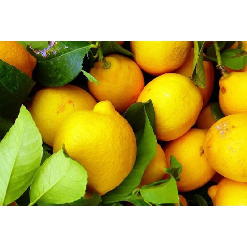 

jeruk lemon 250gr