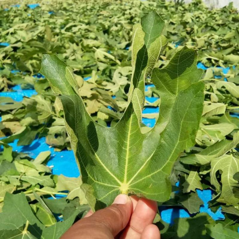 

teh celup daun tin