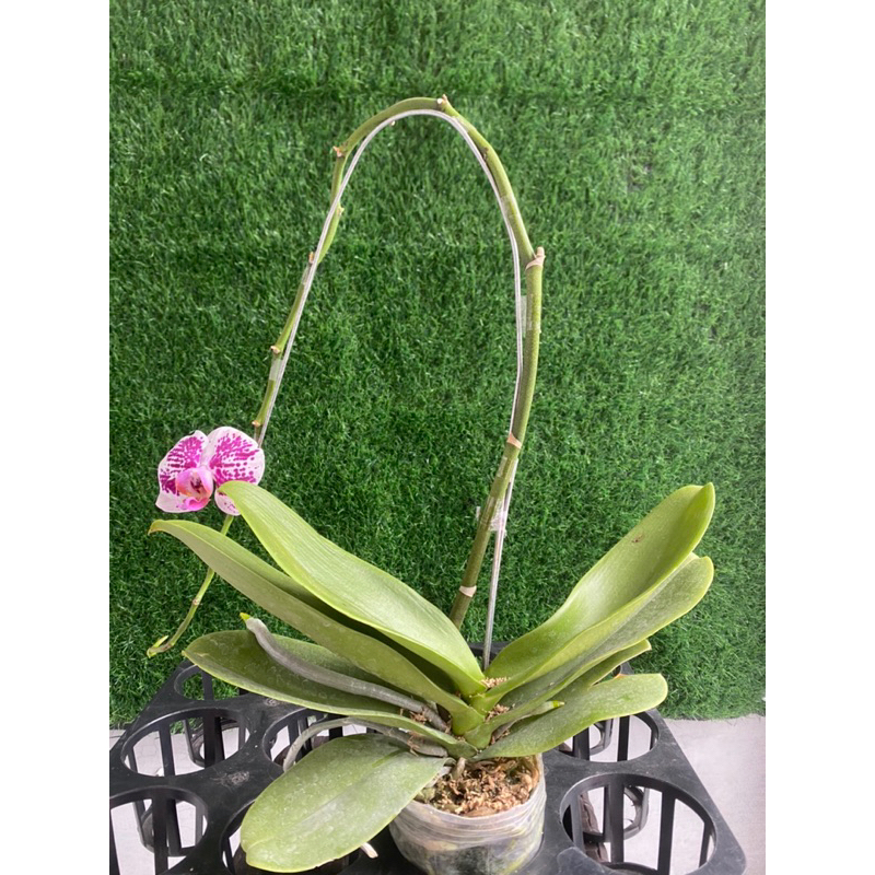 Anggrek Bulan Pasca Bunga