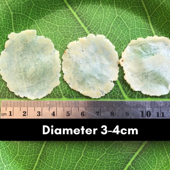 

(1Kg SUPER TIPIS) EMPING BLINJO MENTAH ASLI KHAS BANTEN