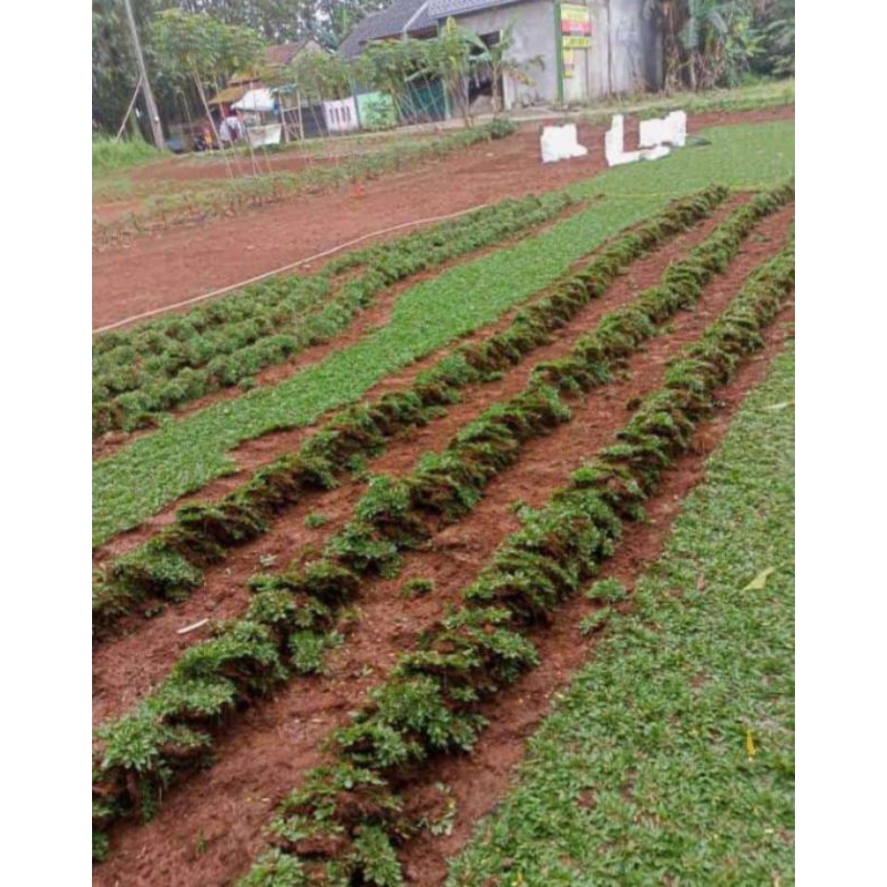 Rumput jepang 10x10cm/rumput taman makam