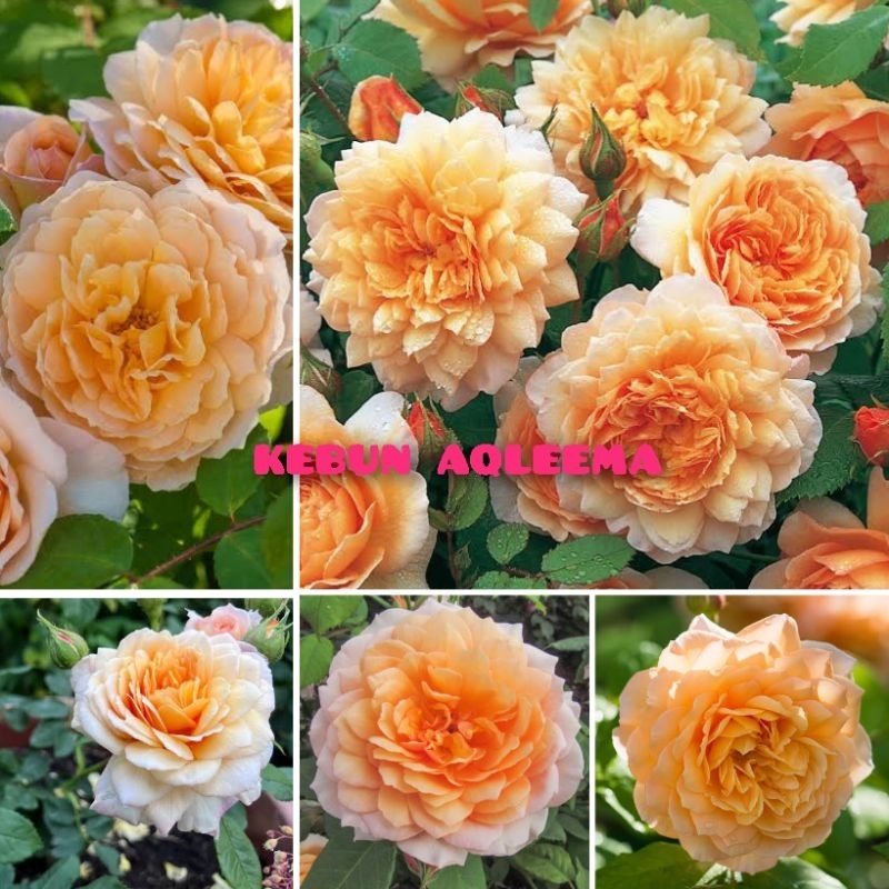 Mawar Import David Austin - Grace