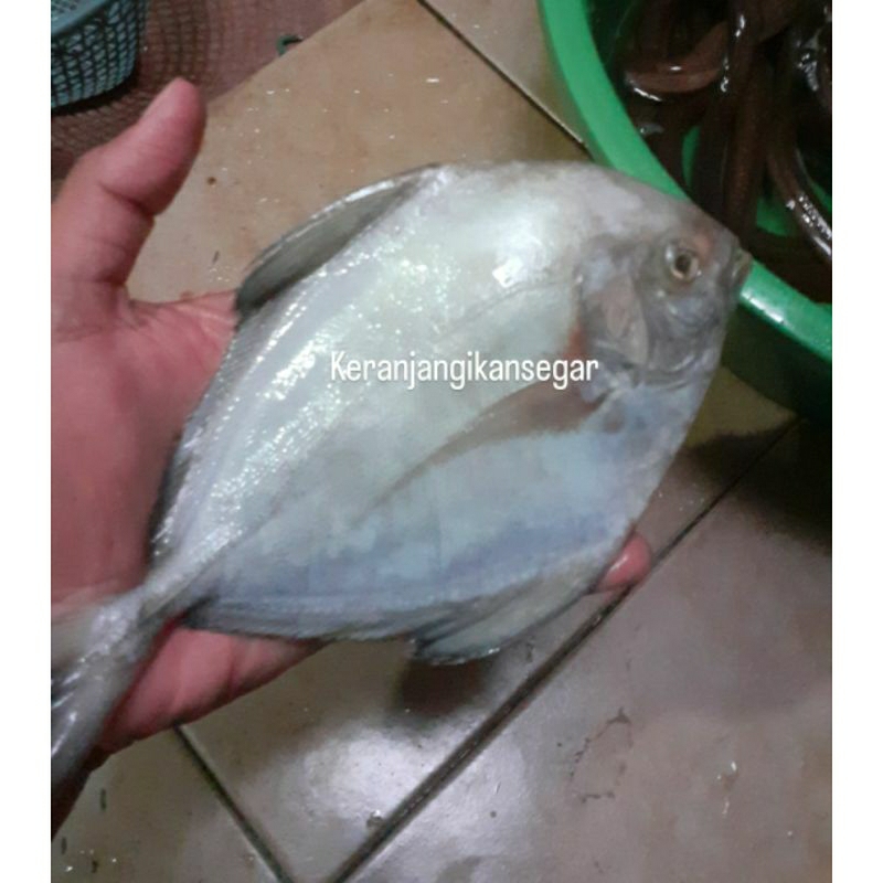 

Ikan bawal laut besar segar harian 1kg isi 4/5 (bukan frozen) free dibersihkan