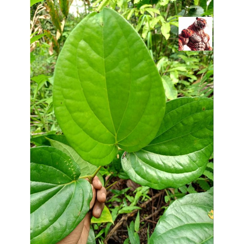 

Daun sirih hijau 10 lembar dipetik ketika orderan masuk