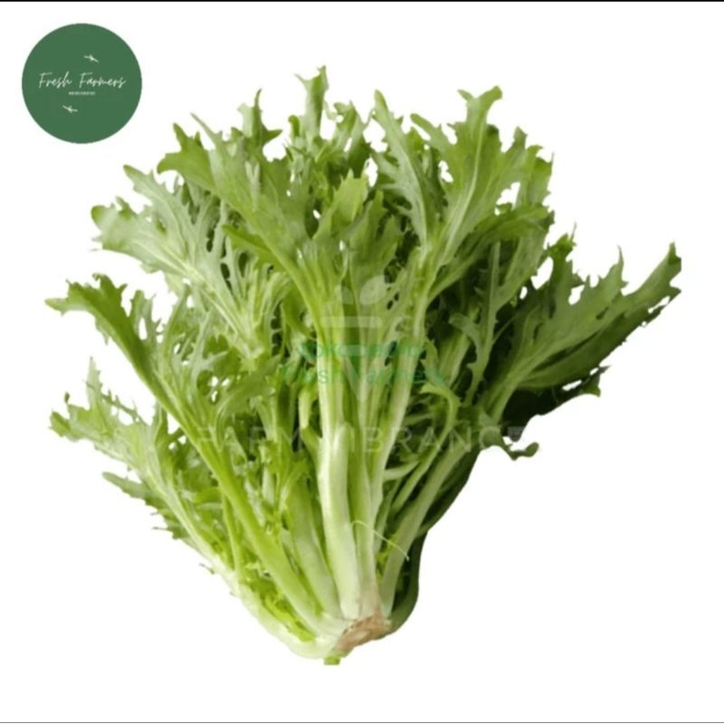 

Selada Frisee / Endive 1kg