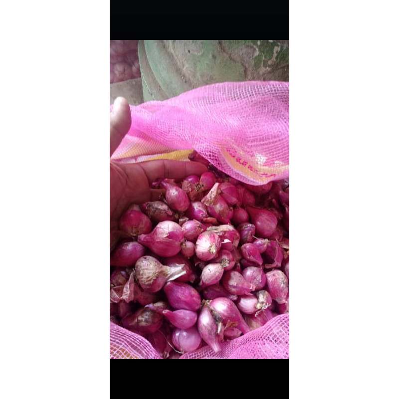 

bawang merah murah 1kg