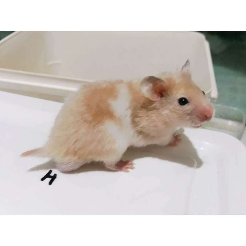 indukan hamster syrian