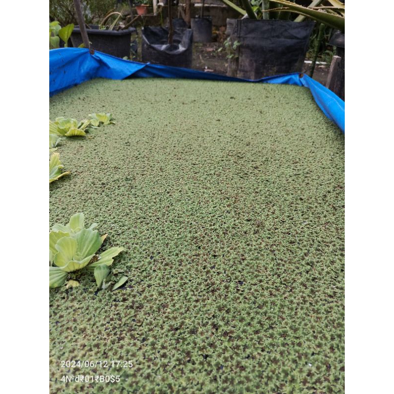 Tanaman Air Kapu Kapu/azola 1Kg