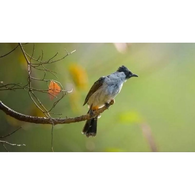 YNY ACC - KUTILANG JANTAN SEMI PUR