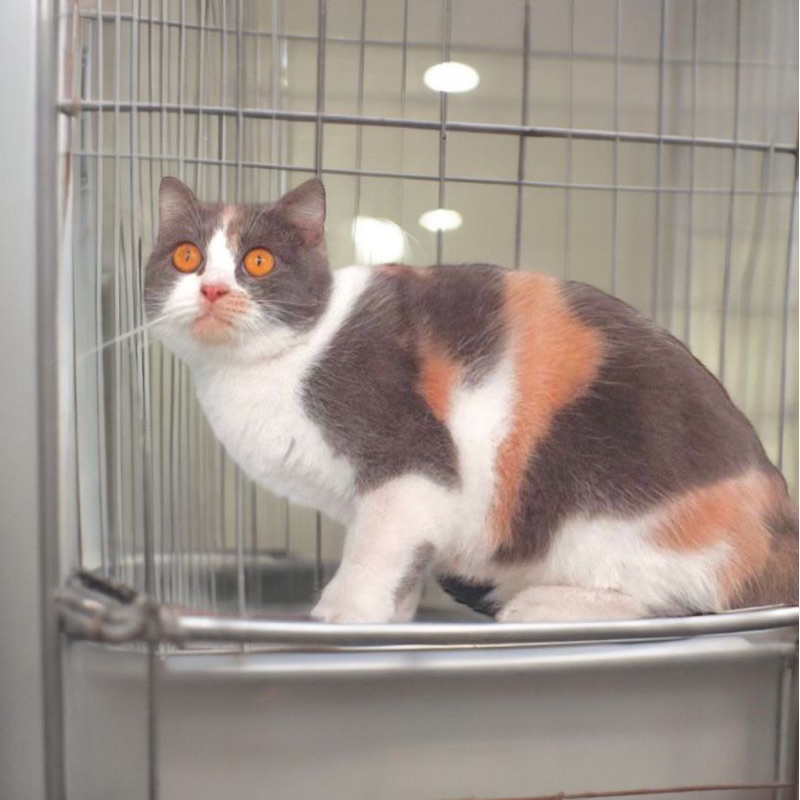boneka hidup kucing british shorthair calico