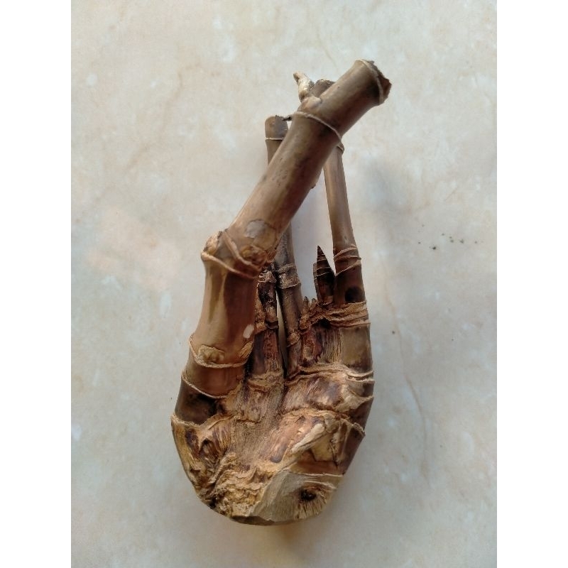 BAMBU UNIK DAMPIT 12 TAPAK DEWA (9 CM) SANGAT LANGKA BOSKUH