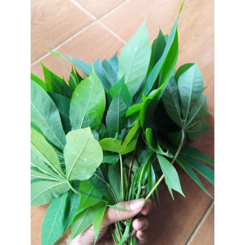 

Daun singkong muda segar 500gr