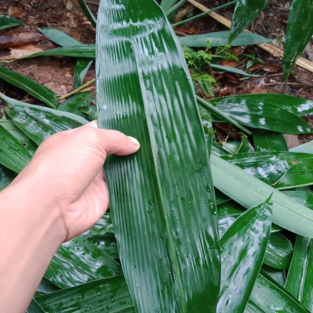 

DAUN BAMBU | bungkus bakcang termurah